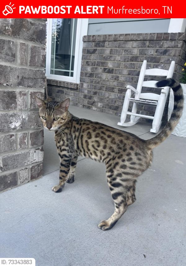 Lost Male Cat last seen Seen on Sentry Ct and Meadowhill, Murfreesboro, TN 37130