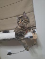 Lost Female Cat last seen Sudley rd, Deale, MD 20751