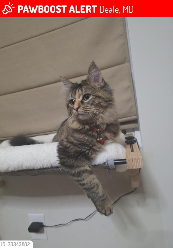 Lost Female Cat last seen Sudley rd, Deale, MD 20751