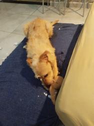Lost Male Dog last seen Rua Olaria, Jardim Bananal, SP 07145-640