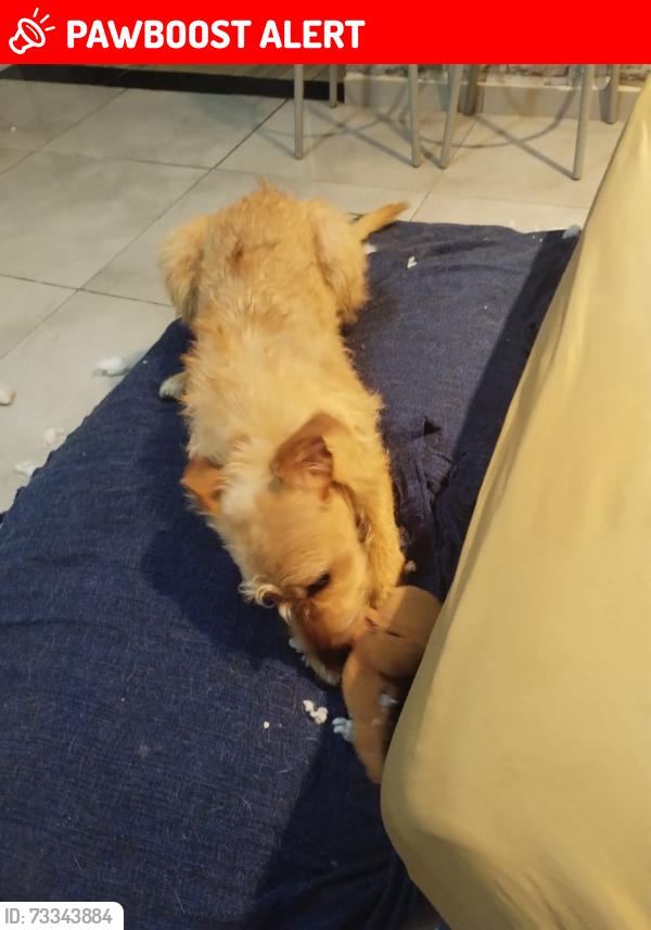 Lost Male Dog last seen Rua Olaria, Jardim Bananal, SP 07145-640