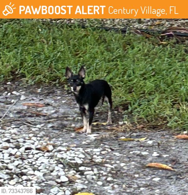 Found/Stray Unknown Dog last seen West Drive and South Drive, Century Village, FL 33417