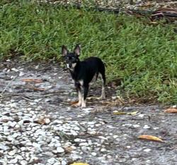 Found/Stray Unknown Dog last seen West Drive and South Drive, Century Village, FL 33417