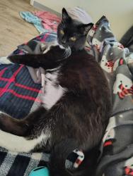 Lost Male Cat last seen Village Manor s, Port Huron, MI 48060