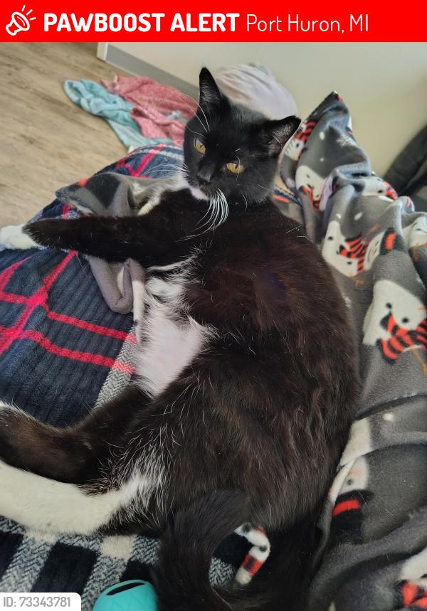 Lost Male Cat last seen Village Manor s, Port Huron, MI 48060