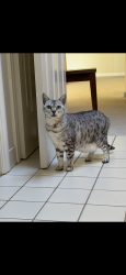 Lost Female Cat last seen Botany Ct. and Jefferson St. Emerald Hills, 94062, Emerald Hills, CA 94062