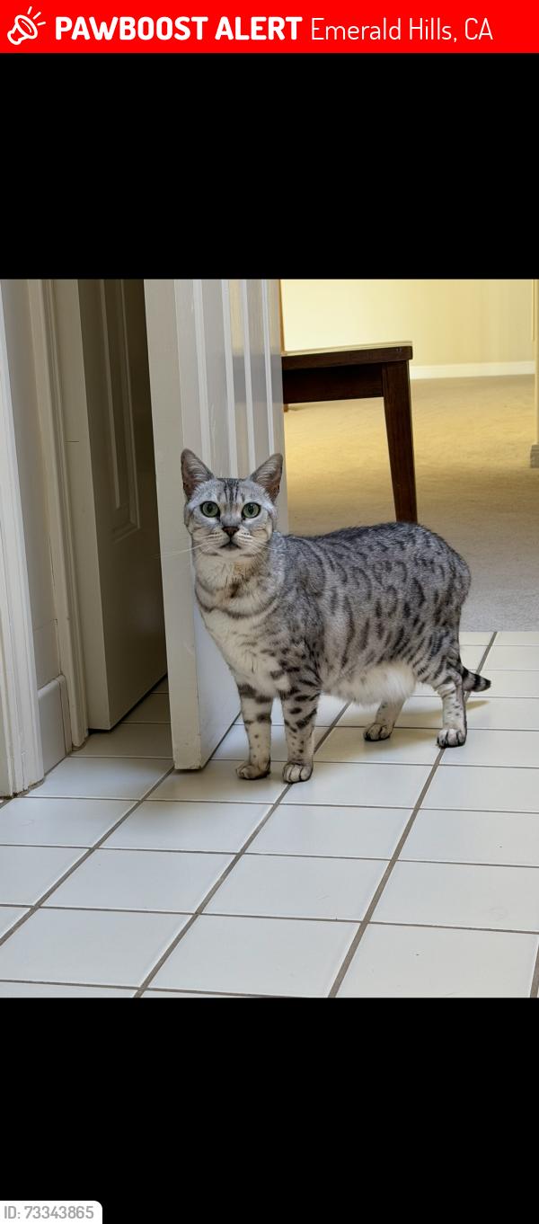 Lost Female Cat last seen Botany Ct. and Jefferson St. Emerald Hills, 94062, Emerald Hills, CA 94062