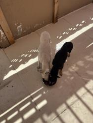 Found/Stray Unknown Dog last seen Admore, South Gate, CA 90280