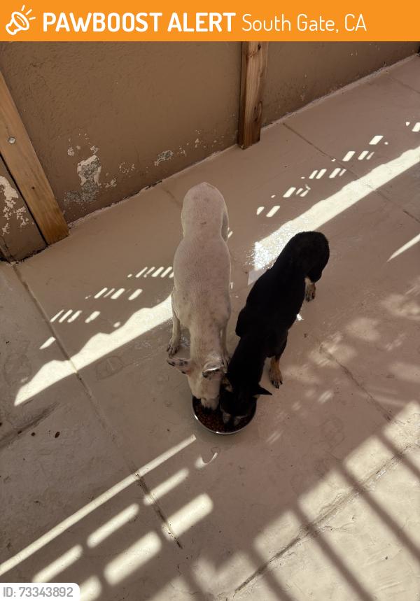 Found/Stray Unknown Dog last seen Admore, South Gate, CA 90280