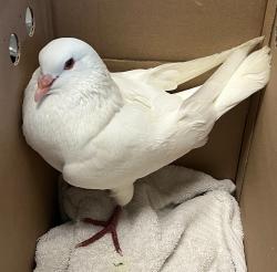 Shelter Stray Male Bird last seen Near 30th Place, San Diego, CA, 92102, 5500 Gaines St, San Diego, CA 92110, USA