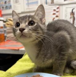 Shelter Stray Male Cat last seen Jesmond dene park, Escondido, CA, 92026, Escondido, CA 92027, USA
