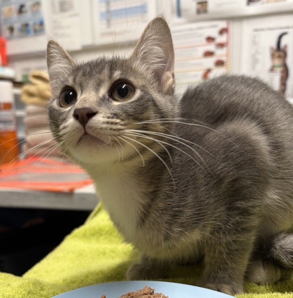 Shelter Stray Male Cat last seen Jesmond dene park, Escondido, CA, 92026, Escondido, CA 92027, USA