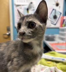 Shelter Stray Female Cat last seen Jesmond dene park, Escondido, CA, 92026, Escondido, CA 92027, USA