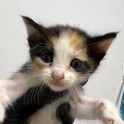Shelter Stray Female Cat last seen Near Francis Street, San Diego, CA, 92102, 5500 Gaines St, San Diego, CA 92110, USA