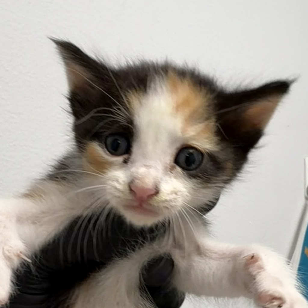 Shelter Stray Female Cat last seen Near Francis Street, San Diego, CA, 92102, 5500 Gaines St, San Diego, CA 92110, USA