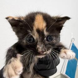 Shelter Stray Female Cat last seen Near Francis Street, San Diego, CA, 92102, 5500 Gaines St, San Diego, CA 92110, USA