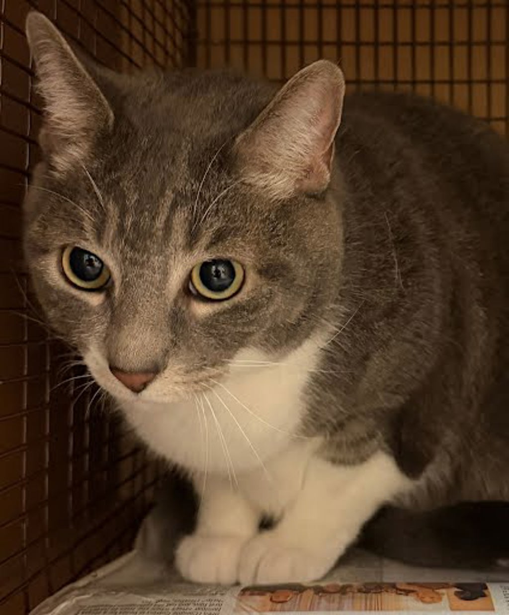Shelter Stray Male Cat last seen AUSTIN, TX, 78717, 7201 Levander Loop bldg a, Austin, TX 78702, USA