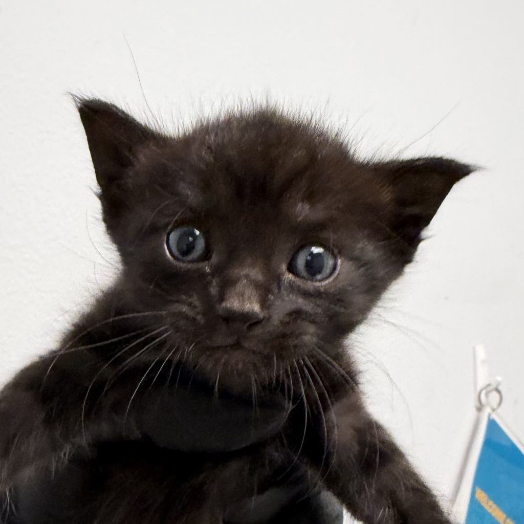 Shelter Stray Female Cat last seen Near Francis Street, San Diego, CA, 92102, 5500 Gaines St, San Diego, CA 92110, USA