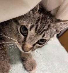 Shelter Stray Female Cat last seen Near S Elm Street, Escondido, CA, 92025, Escondido, CA 92027, USA