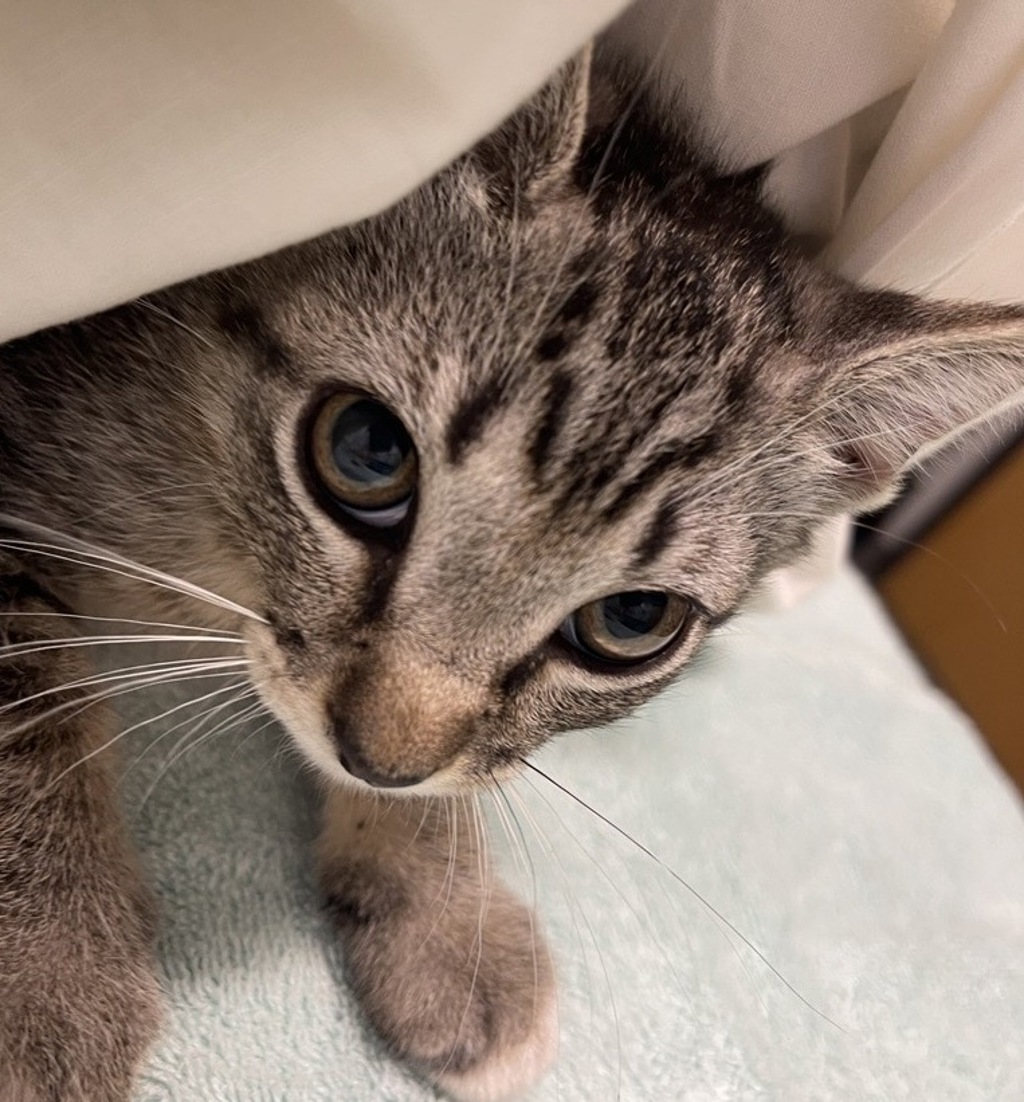 Shelter Stray Female Cat last seen Near S Elm Street, Escondido, CA, 92025, Escondido, CA 92027, USA