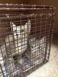 Shelter Stray Unknown Cat last seen Near Peppertree Parkway, AUSTIN, TX, 78744, 7201 Levander Loop bldg a, Austin, TX 78702, USA