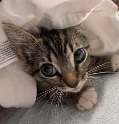 Shelter Stray Male Cat last seen Near S Elm Street, Escondido, CA, 92025, Escondido, CA 92027, USA