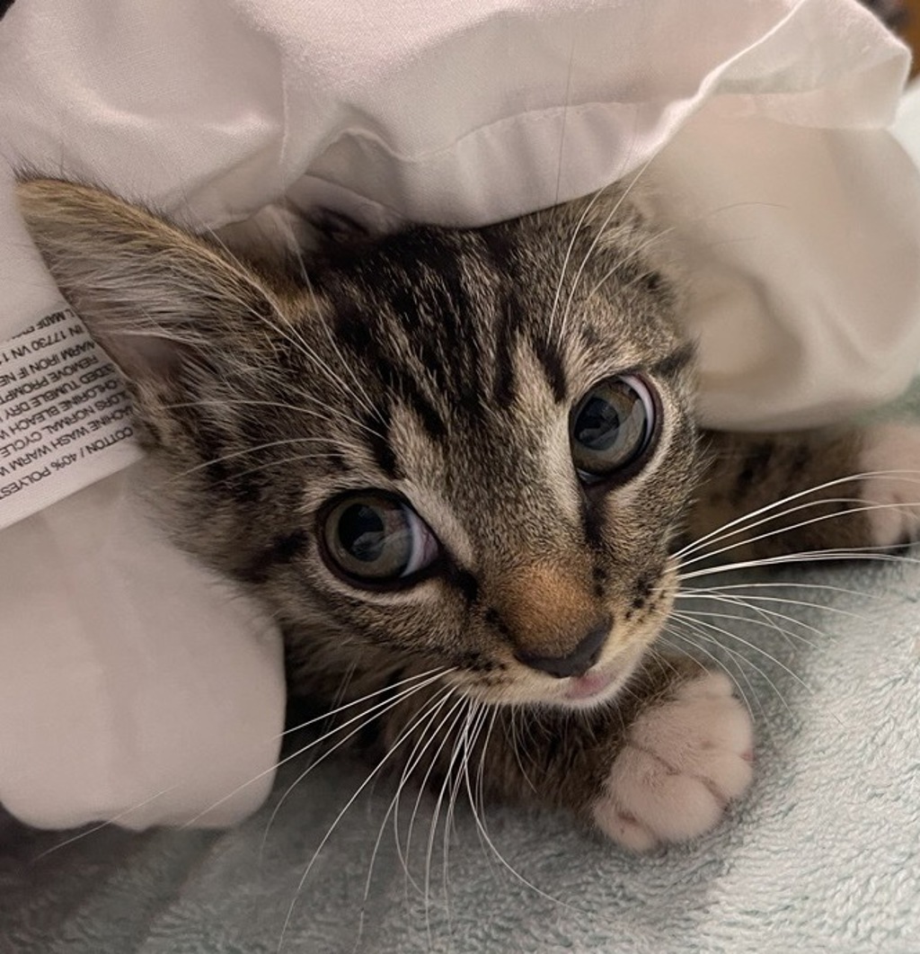 Shelter Stray Male Cat last seen Near S Elm Street, Escondido, CA, 92025, Escondido, CA 92027, USA