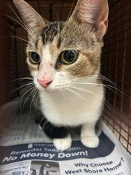 Shelter Stray Female Cat last seen Near W Oltorf Street, AUSTIN, TX, 78704, 7201 Levander Loop bldg a, Austin, TX 78702, USA