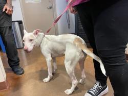 Shelter Stray Female Dog last seen Near Parkview Drive, AUSTIN, TX, 78728, 7201 Levander Loop bldg a, Austin, TX 78702, USA