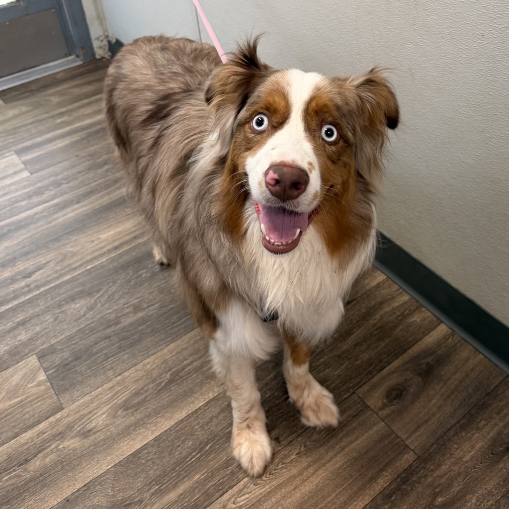 Shelter Stray Male Dog last seen Pepper, El Cajon, CA, 92021, 5500 Gaines St, San Diego, CA 92110, USA