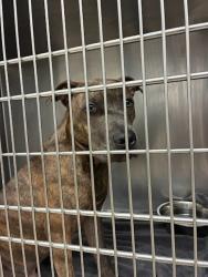 Shelter Stray Male Dog last seen Near Avering Lane, AUSTIN, TX, 78754, 7201 Levander Loop bldg a, Austin, TX 78702, USA