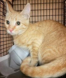Shelter Stray Unknown Cat last seen Near S Oltorf Street, AUSTIN, TX, 78741, 7201 Levander Loop bldg a, Austin, TX 78702, USA