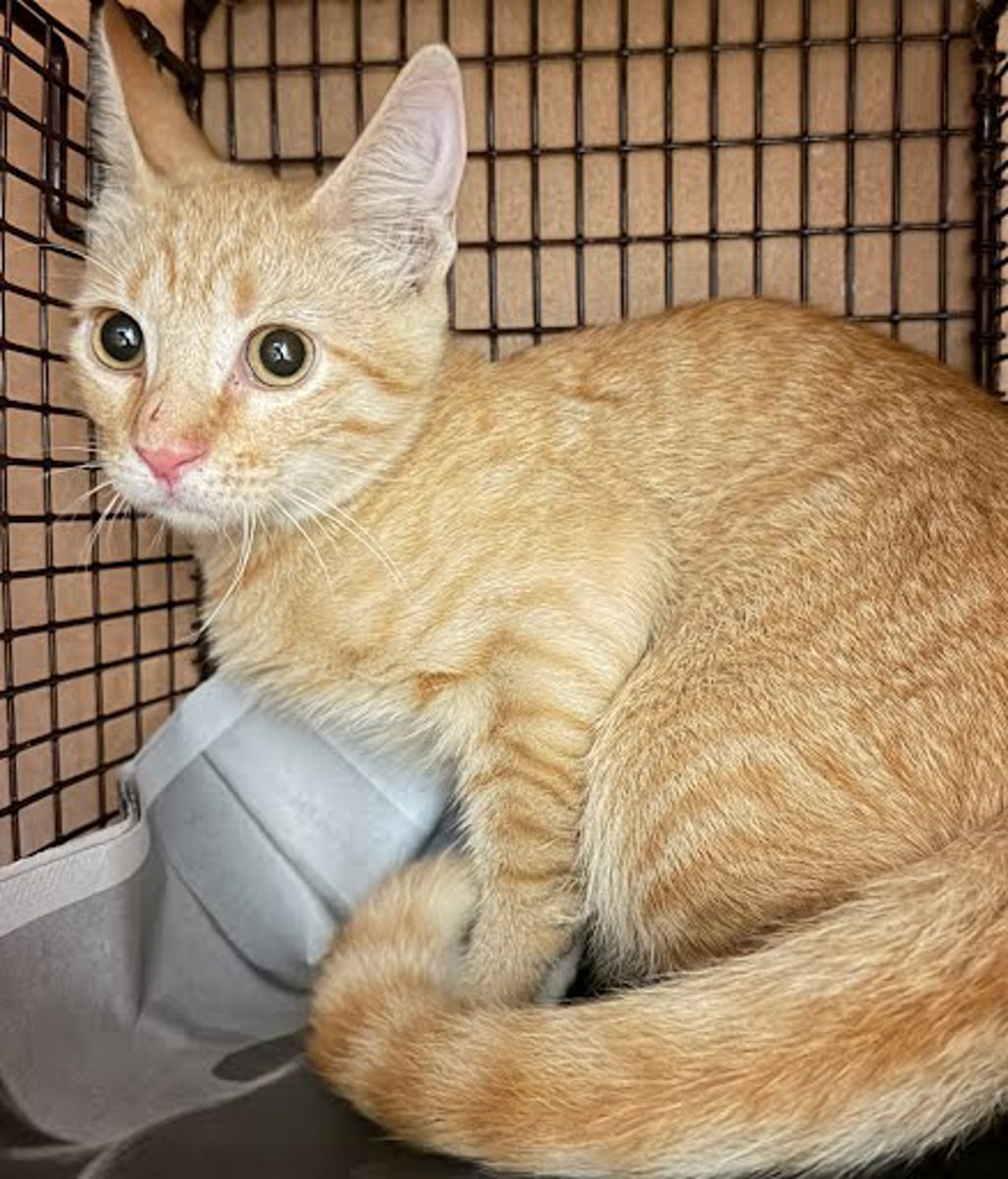 Shelter Stray Unknown Cat last seen Near S Oltorf Street, AUSTIN, TX, 78741, 7201 Levander Loop bldg a, Austin, TX 78702, USA