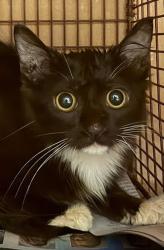 Shelter Stray Unknown Cat last seen Near E Oltorf Street, AUSTIN, TX, 78741, 7201 Levander Loop bldg a, Austin, TX 78702, USA