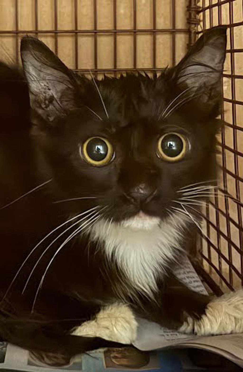 Shelter Stray Unknown Cat last seen Near E Oltorf Street, AUSTIN, TX, 78741, 7201 Levander Loop bldg a, Austin, TX 78702, USA