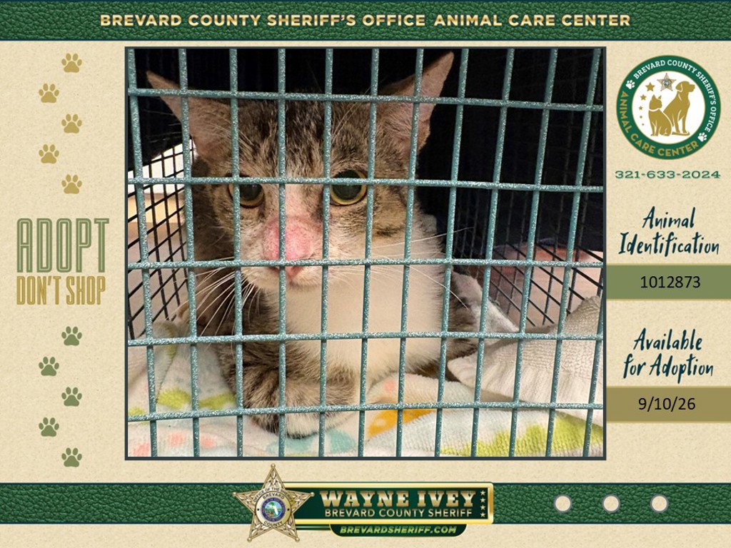 Shelter Stray Female Cat last seen Near 5th Street, MERRITT ISLAND, FL, 32953, 5100 W Eau Gallie Blvd, Melbourne, FL 32934, USA