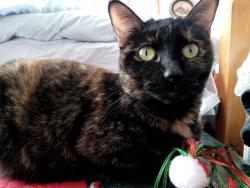 Lost Female Cat last seen Misty Lake Drive, Indianapolis, IN 46260