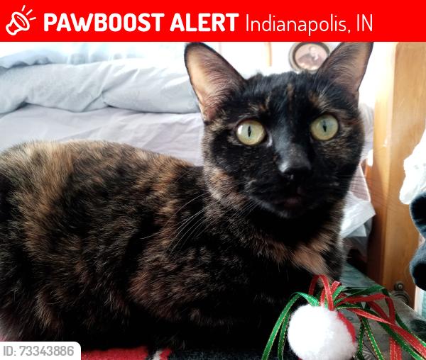 Lost Female Cat last seen Misty Lake Drive, Indianapolis, IN 46260