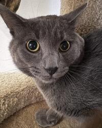 Shelter Stray Male Cat last seen Near N Orange Avenue, El Cajon, CA, 92020, 5500 Gaines St, San Diego, CA 92110, USA