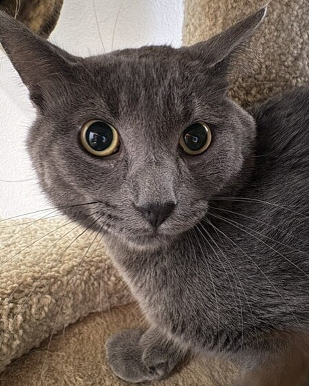 Shelter Stray Male Cat last seen Near N Orange Avenue, El Cajon, CA, 92020, 5500 Gaines St, San Diego, CA 92110, USA