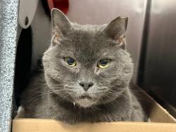 Shelter Stray Female Cat last seen Near Wallace Avenue, BRONX, NY, 10462, 326 E 110th St, New York, NY 10029, USA