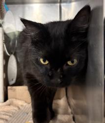 Shelter Stray Male Cat last seen W 151 Street, NEW YORK, NY, 10039, 326 E 110th St, New York, NY 10029, USA