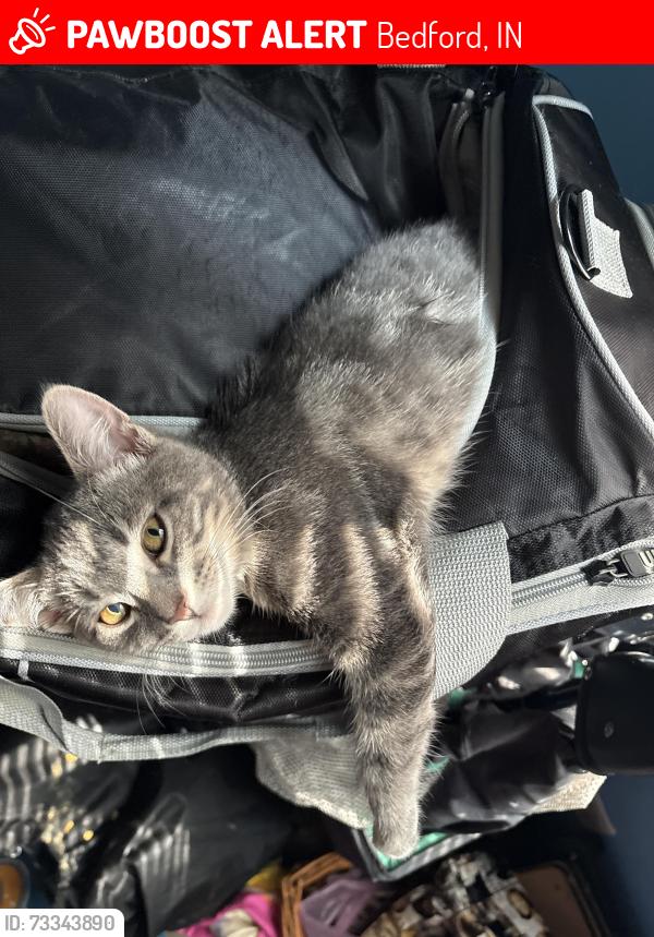 Lost Male Cat last seen Southview Terrance apmt complex, Bedford, IN 47421