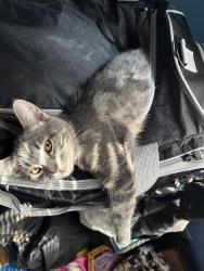 Lost Male Cat last seen Southview Terrance apmt complex, Bedford, IN 47421