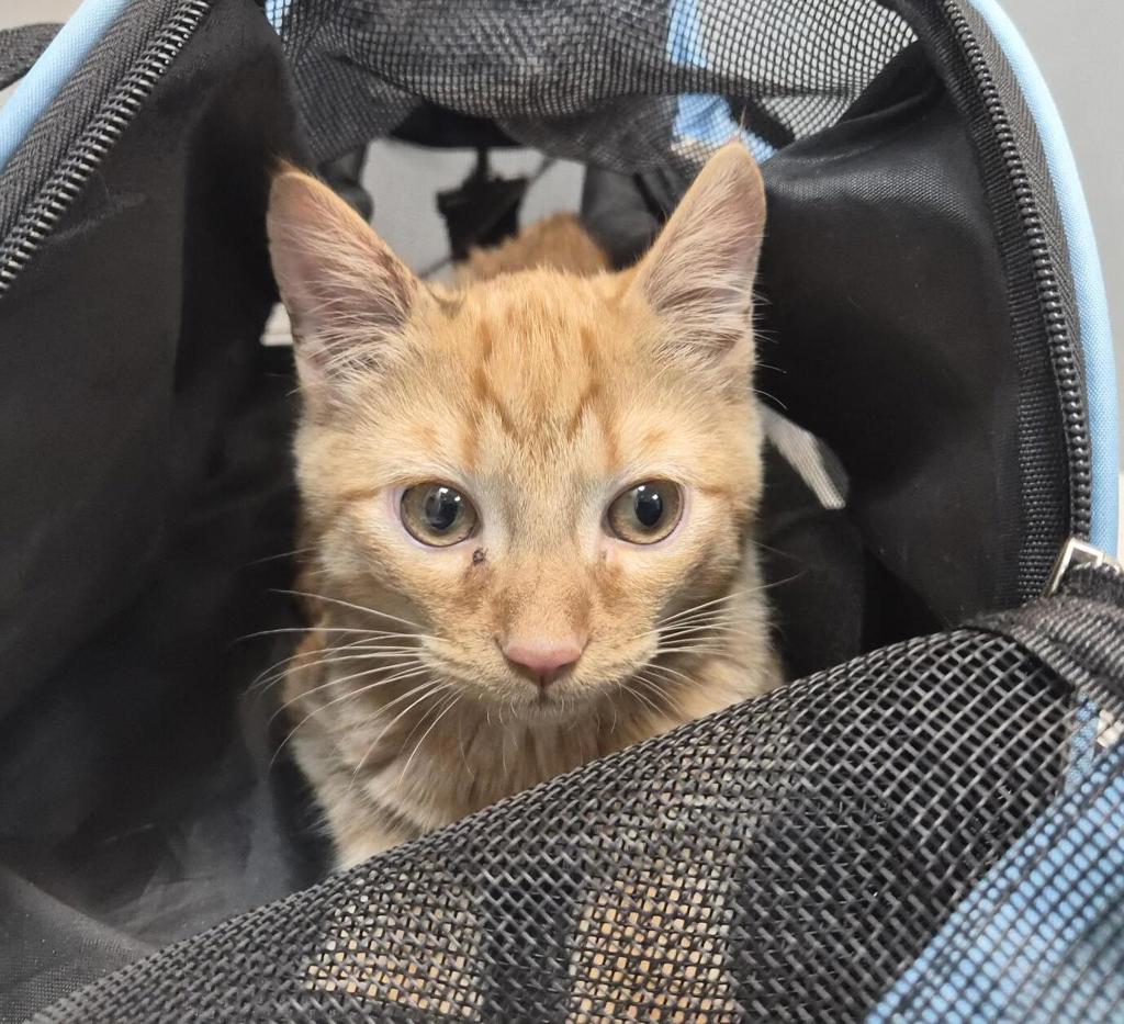 Shelter Stray Male Cat last seen Lafayette Ave, BRONX, NY, 10473, 326 E 110th St, New York, NY 10029, USA