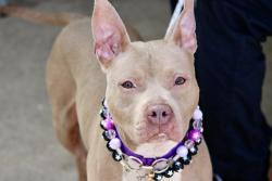 Shelter Stray Female Dog last seen Near Butler Terrace, STATEN ISLAND, NY, 10301, 3139 Veterans Rd W, Staten Island, NY 10309, USA