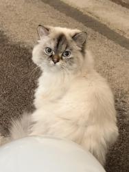 Lost Female Cat last seen S galewood way boise 83709, Boise, ID 83709