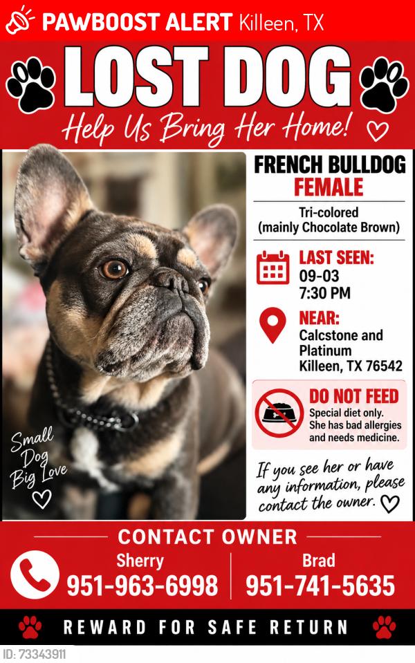 Lost Female Dog last seen Platinum Drive, Siltstone Loop, Killeen, TX 76542