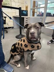 Reunited Female Dog last seen Sw Buttner Road, Beaverton, OR 97006