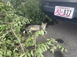 Found/Stray Male Cat last seen 36th and Eads St NE, Washington, DC 20019